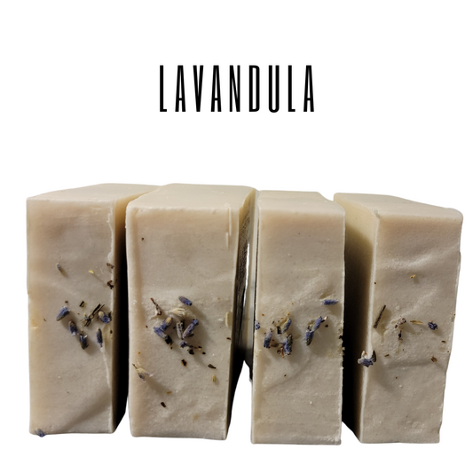 Lavandula