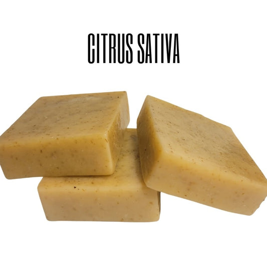 Citrus Sativa